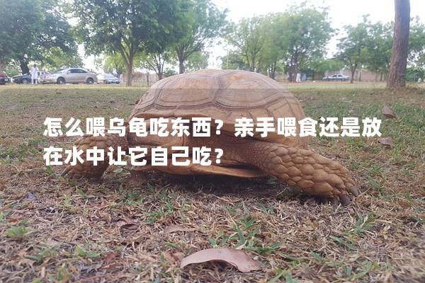 怎么喂烏龜吃東西？親手喂食還是放在水中讓它自己吃？